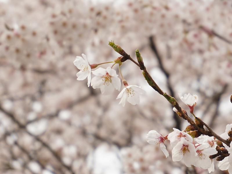 Landscape of Japan